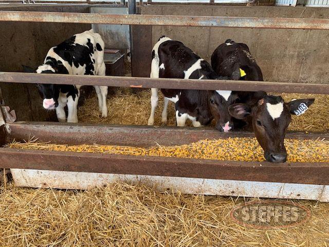 (50) Commercial Holstein